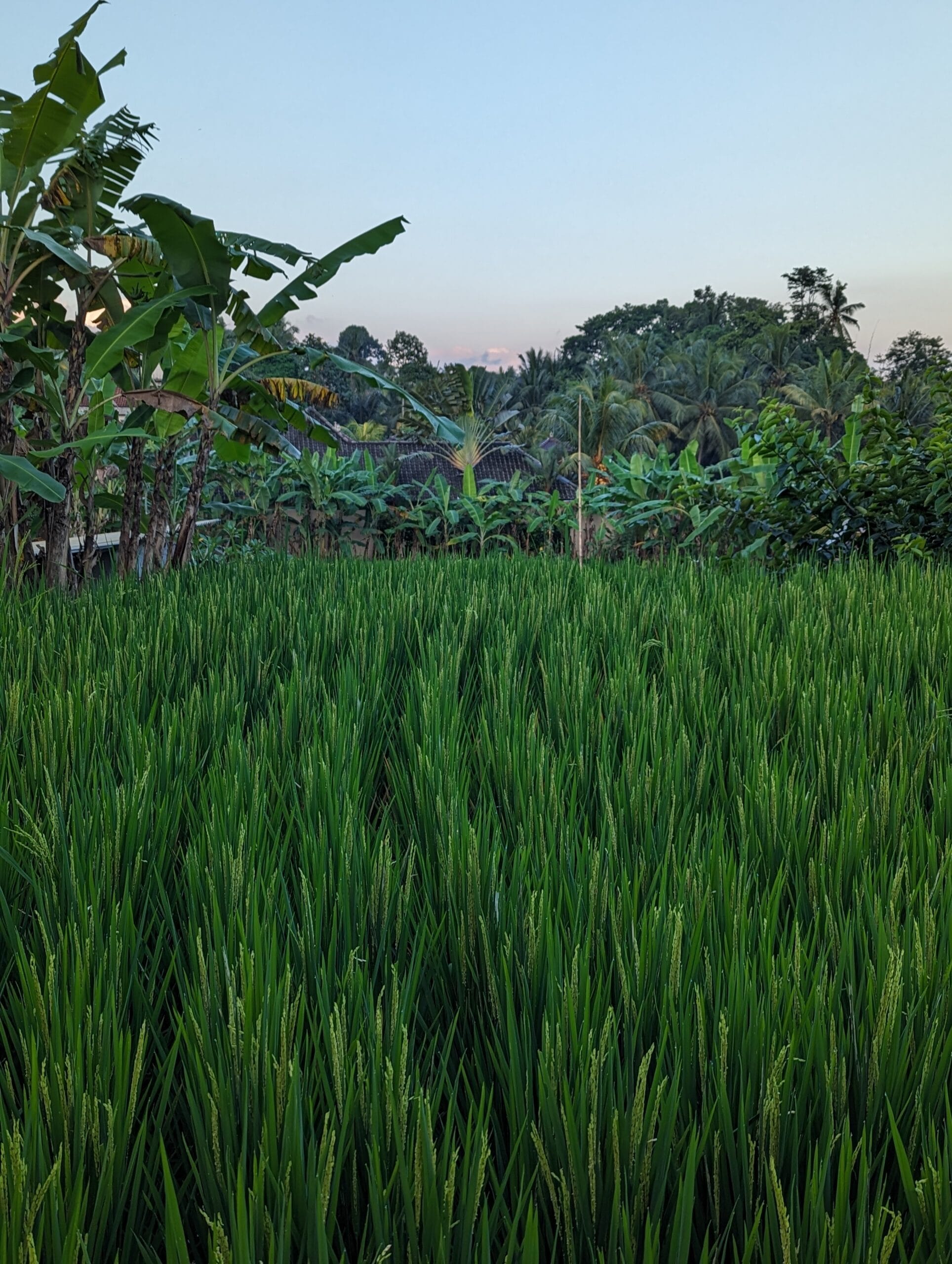 Kajeng_rice_field